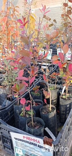 Саженцы черноплодной рябины