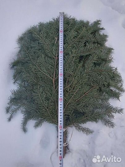 Пихтовые веники для бани