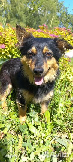 Собака в добрые руки