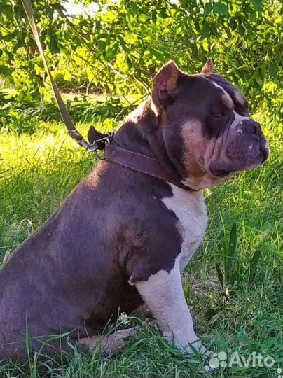 Кобель американский булли для вязки