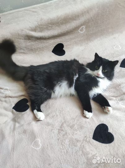 Шикарный котик