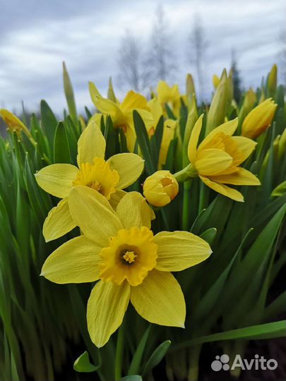 Луковицы Нарциссов