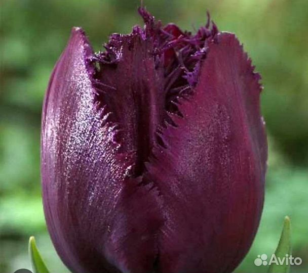 Луковицы тюльпанов