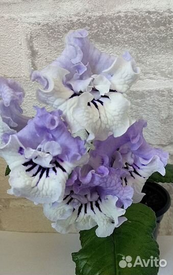 Стрептокарпусы