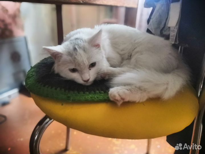 Кошка в свой двор