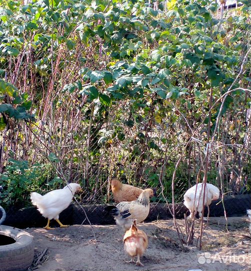 Куры молодки несушки