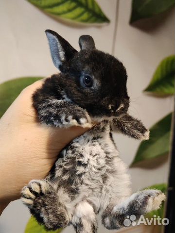 Декоративный кролик Минор объявление продам