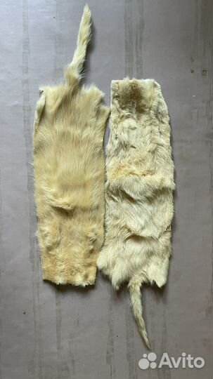 Шкурка животного Соболя