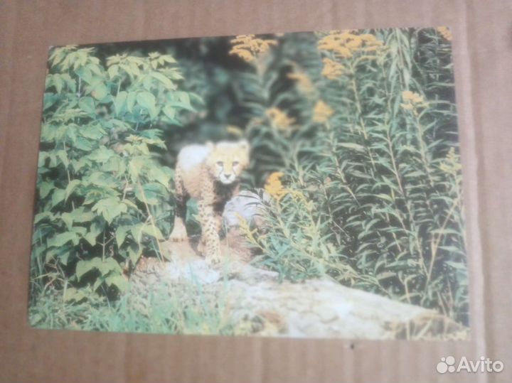 Открытки СССР