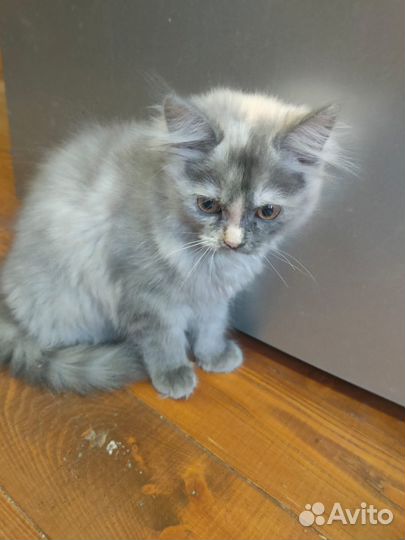 Шотландские вислоухие котята