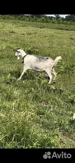 Овцы и корова