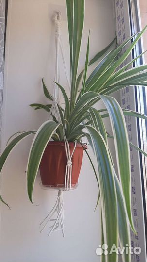 Хлорофитум