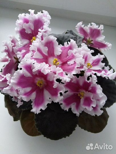 Взрослые сортовые цветущие фиалки и черенки