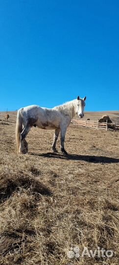 Жеребец полутяж
