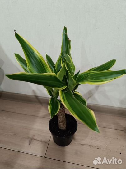 Драцена Голден Коаст, Фрагранс Голден