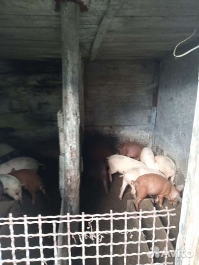 Поросята