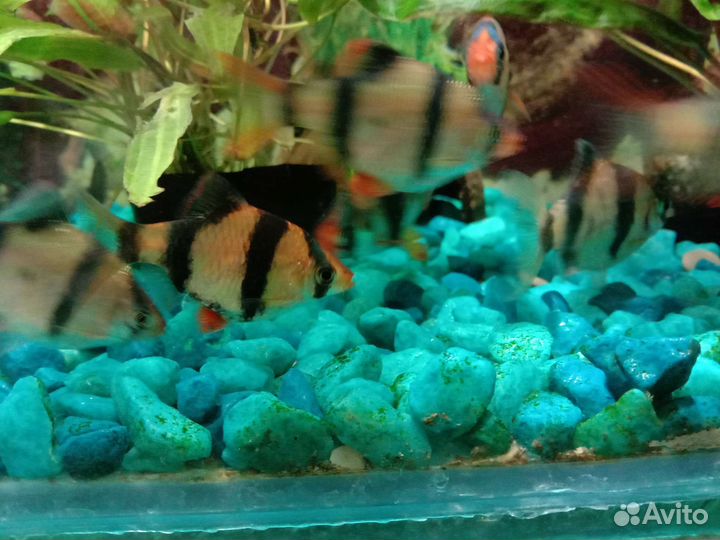 Аквариумные рыбки