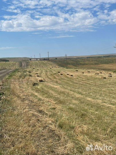 Сено луговое в тюках