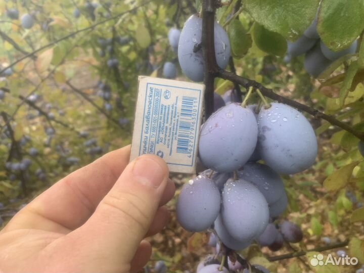 Слива Богатырская