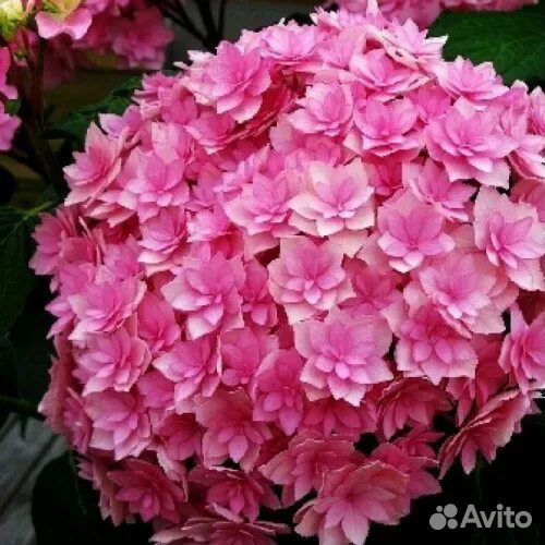 Гортензия крупнолистная саженцы