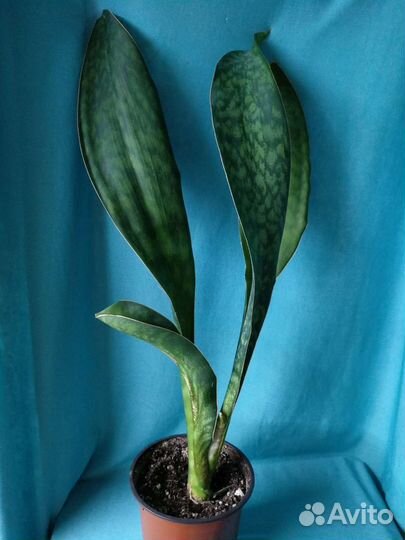 Сансивиерии сортовые