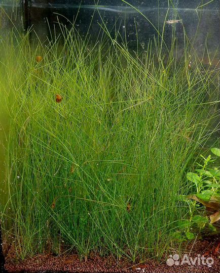 Наборы растений, рыбки, креветки