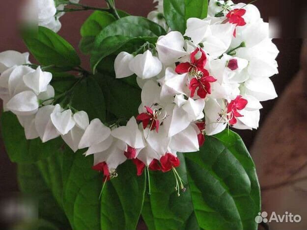 Клеродендрум