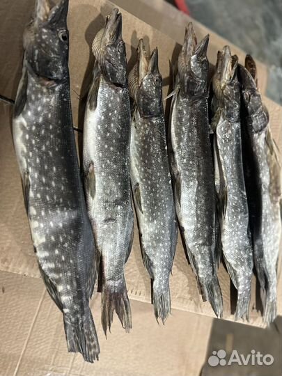 Щука вяленая