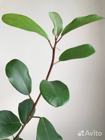 Фикус Наталенсис (Натальский)