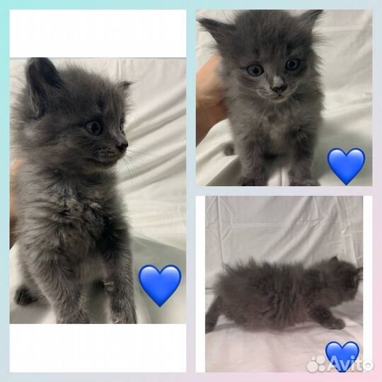 Котята отдам бесплатно