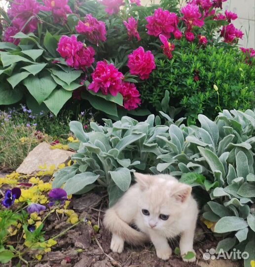 Кошечка Юлечка