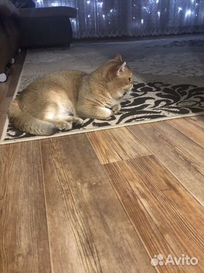 Ищем кошку для вязки