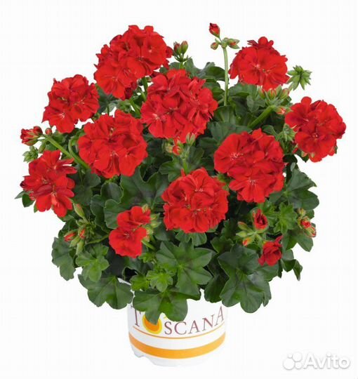 Пеларгония герань рассада