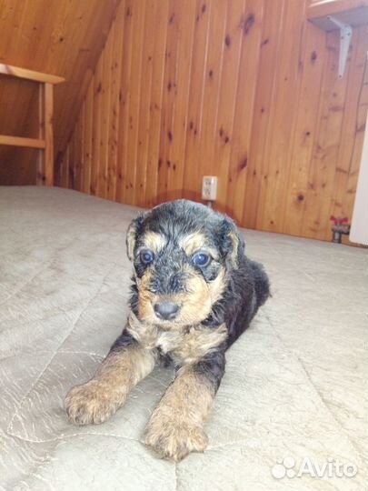 Продаю щенков эрдельтерьера