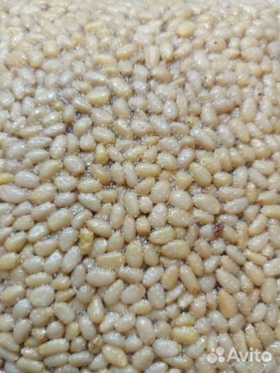 Шишка кедровая