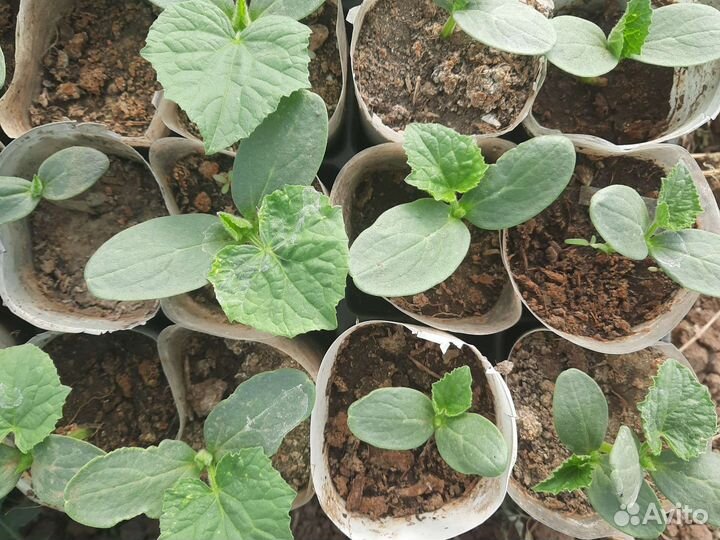 Рассада огурцов