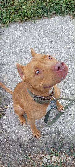 Крутой питбуль в добрые руки