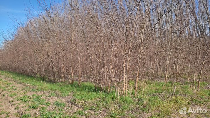 Саженцы белой акации