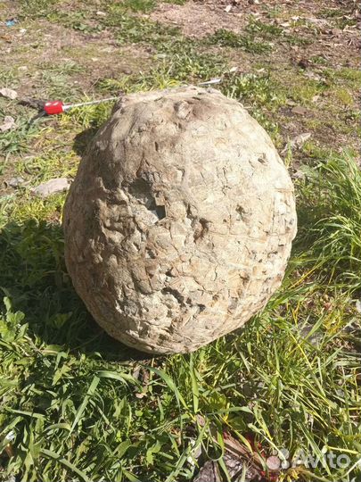 Яйцо Дракона Септария