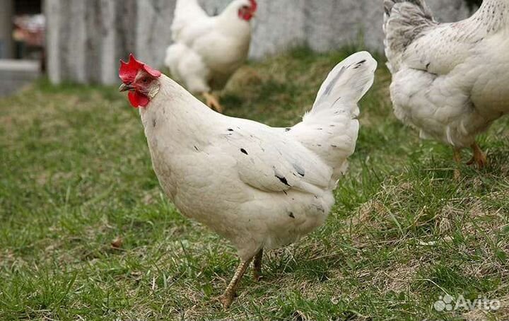 Цыплята несушки 