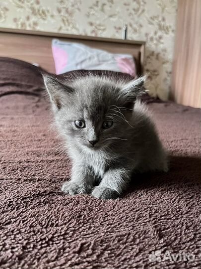 Отдаю котенка