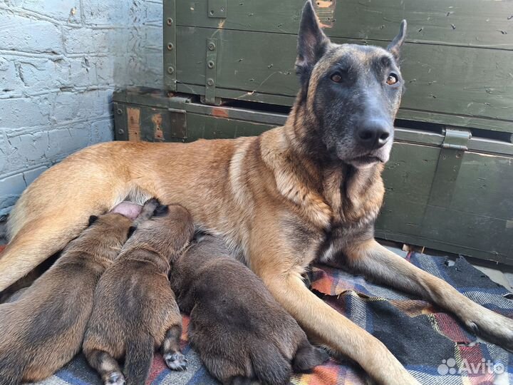 Щенки бельгийской овчарки малинуа