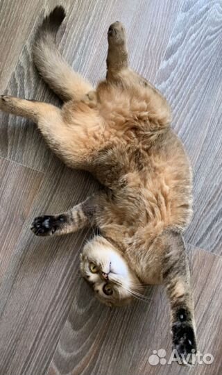 Шотландский вислоухий кот для вязки