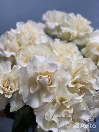 Французские розы кремового оттенка