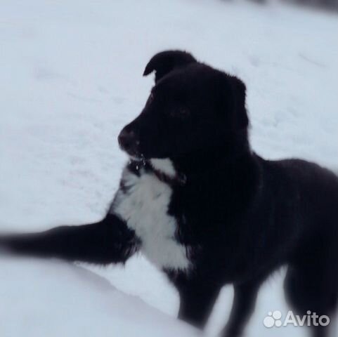 Собаки