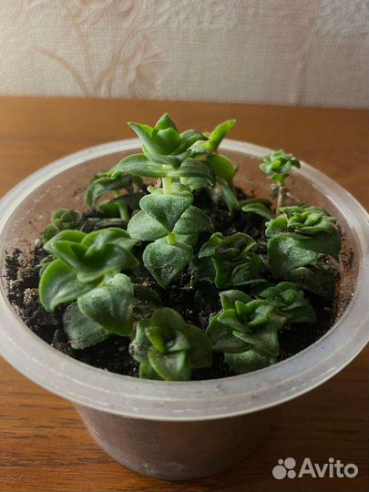 Суккуленты