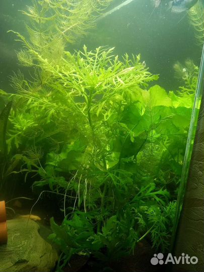 Аквариумное растение
