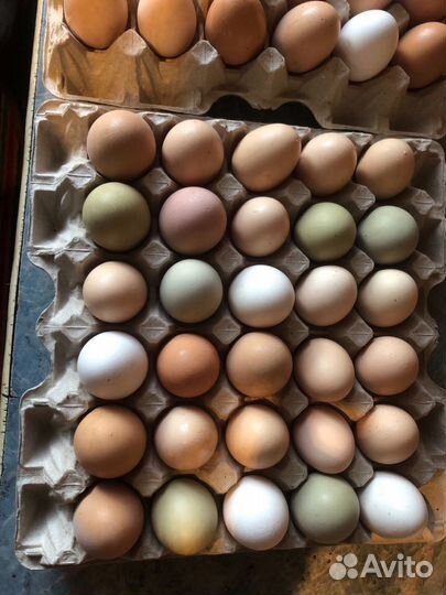 Домашние куриные яйца