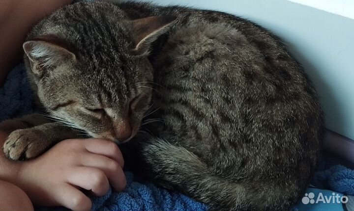 Отдам в добрые руки