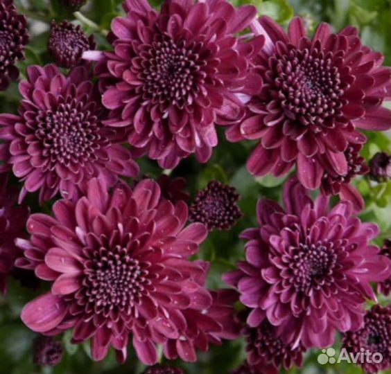 Садовые многолетники (цветы) хризантема